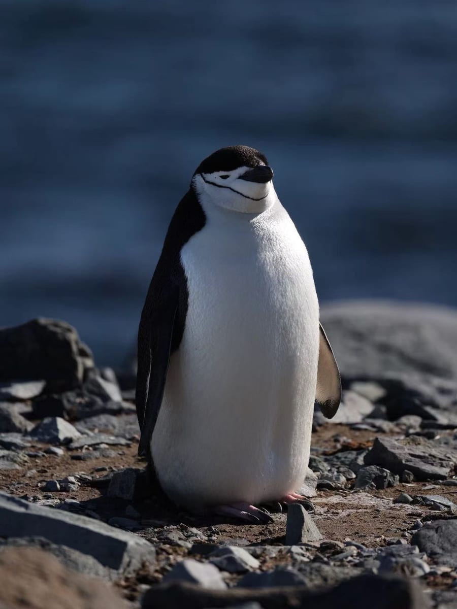 頰帶企鵝 (Chinstrap Penguin),同團的朋友拍攝