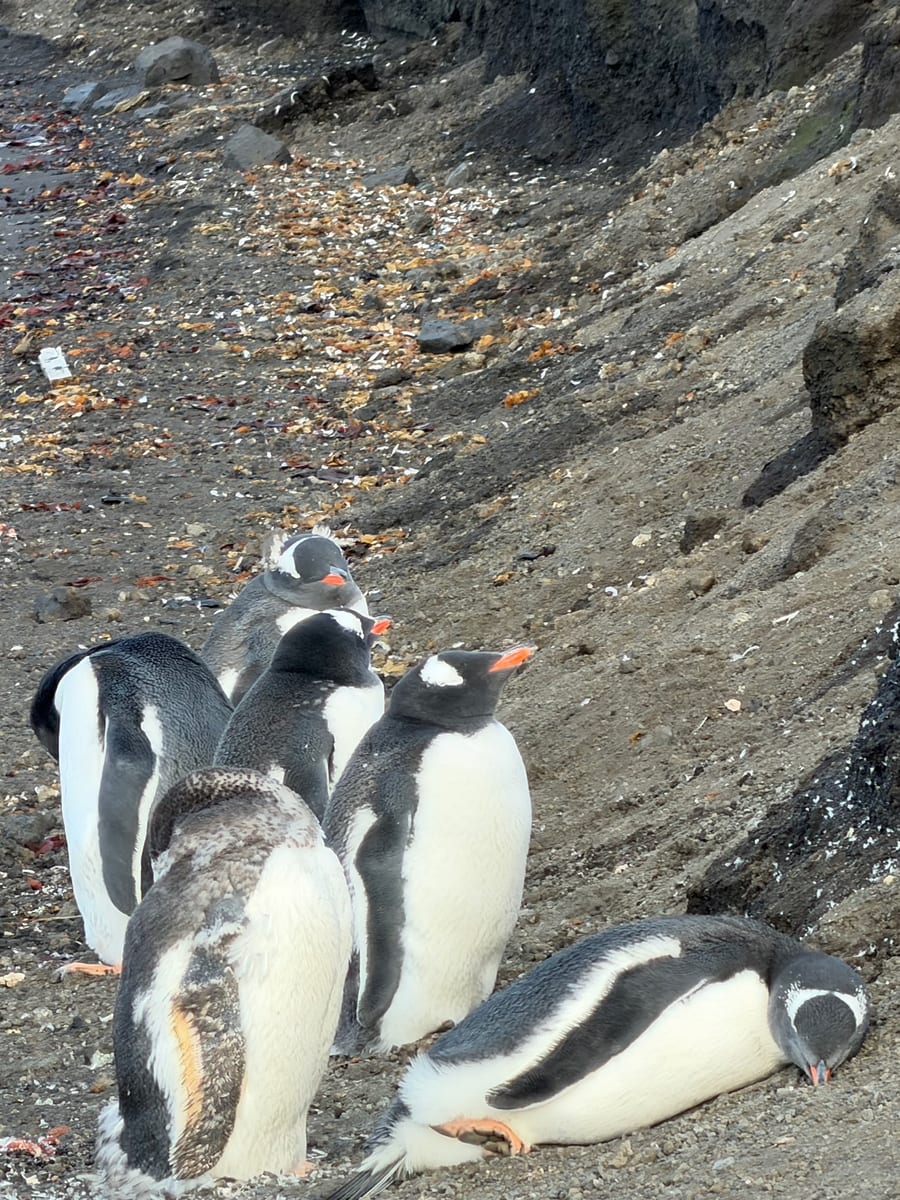 巴布亞企鵝 (Gentoo Penguin)